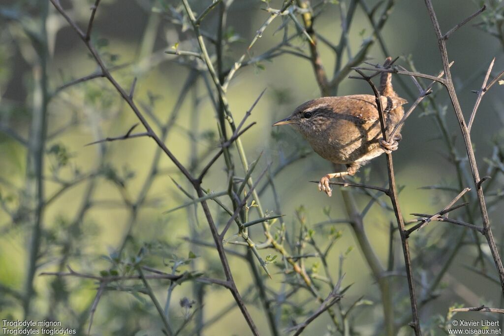 Eurasian Wren, identification