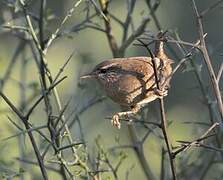 Eurasian Wren