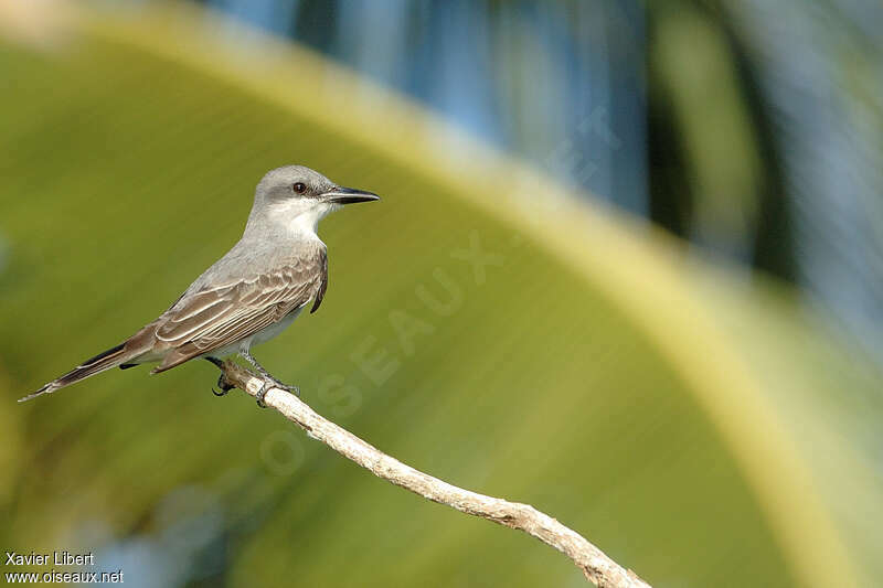 Grey Kingbird, identification