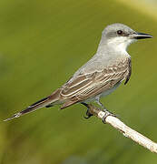 Grey Kingbird