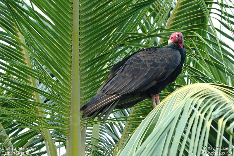 Urubu à tête rouge, identification