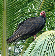 Turkey Vulture