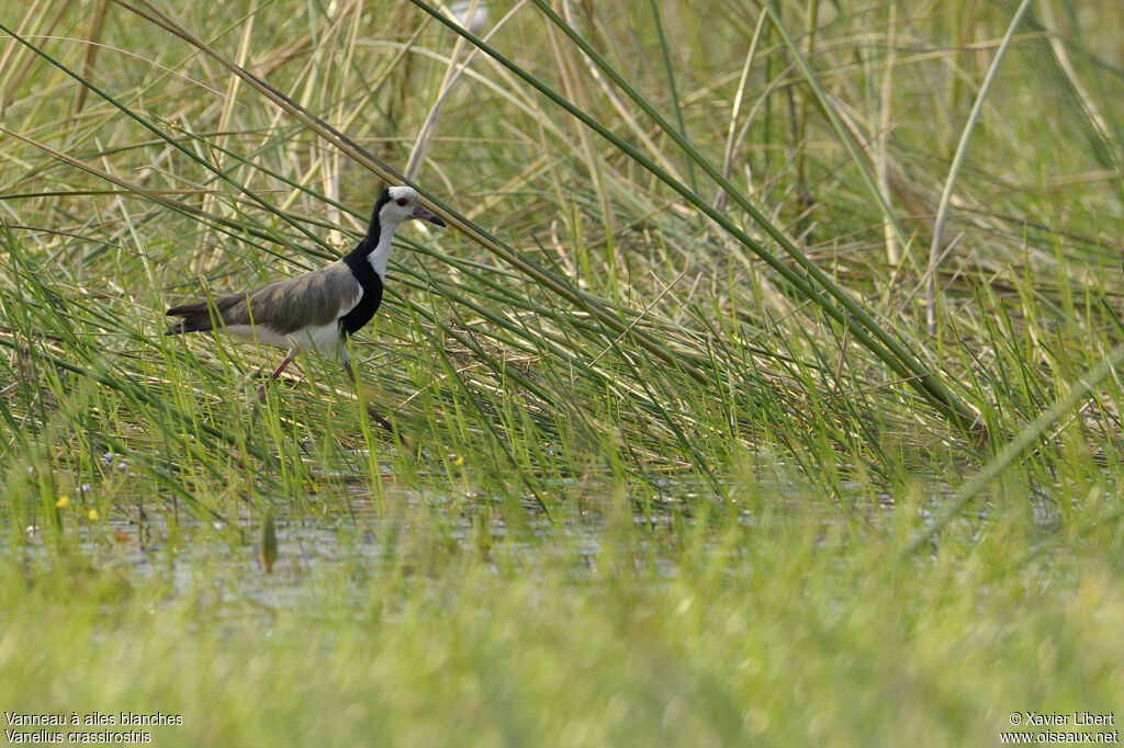 Long-toed Lapwingadult, identification