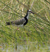 Long-toed Lapwing