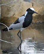 Blacksmith Lapwing