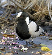 Blacksmith Lapwing