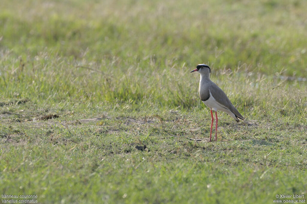 Crowned Lapwingadult, identification