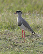 Crowned Lapwing