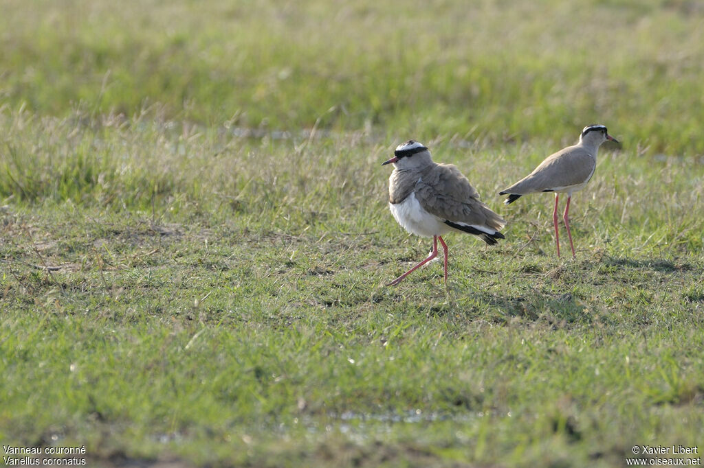 Vanneau couronnéadulte, identification