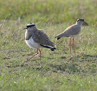 Crowned Lapwing