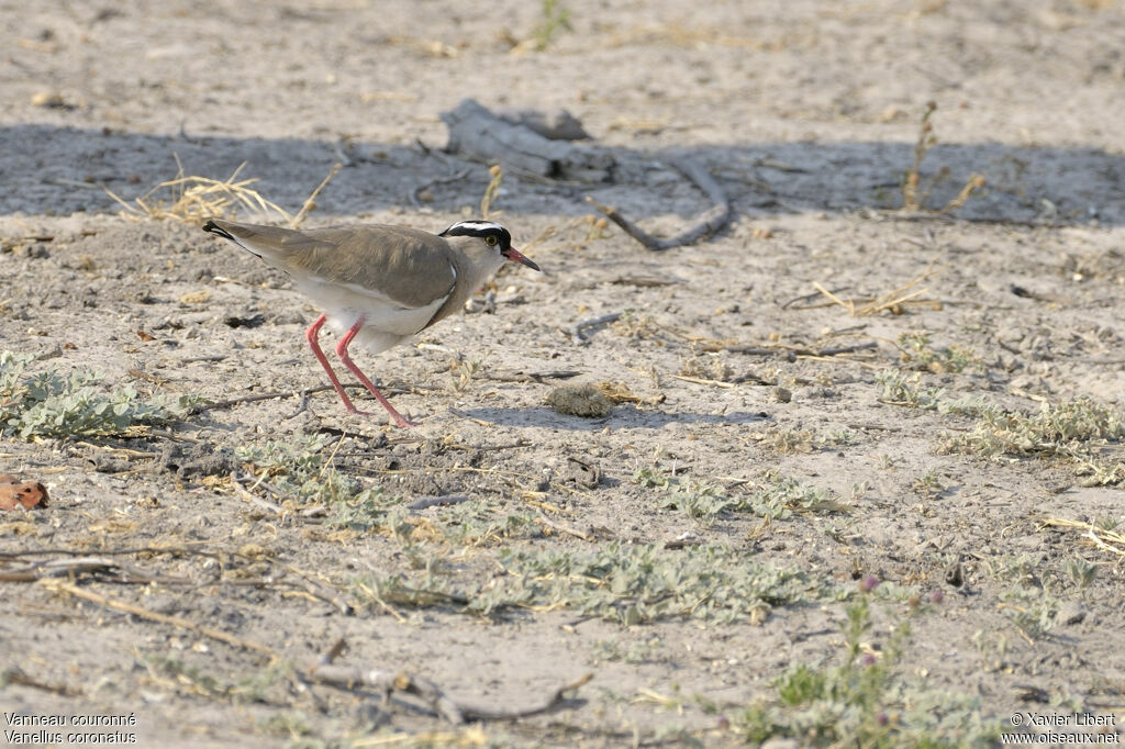 Vanneau couronnéadulte, identification