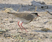 Crowned Lapwing