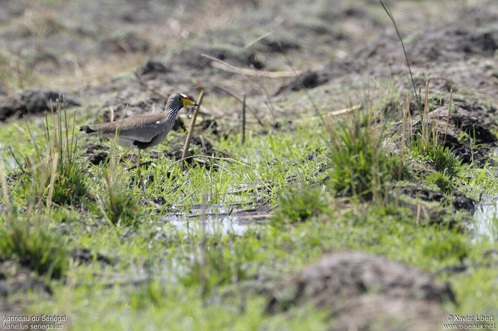 Vanneau du Sénégaladulte, identification