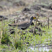 African Wattled Lapwing