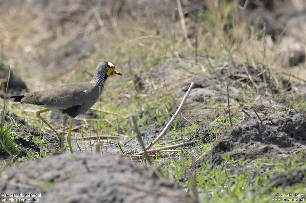 Vanneau du Sénégaladulte, identification