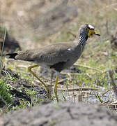 African Wattled Lapwing