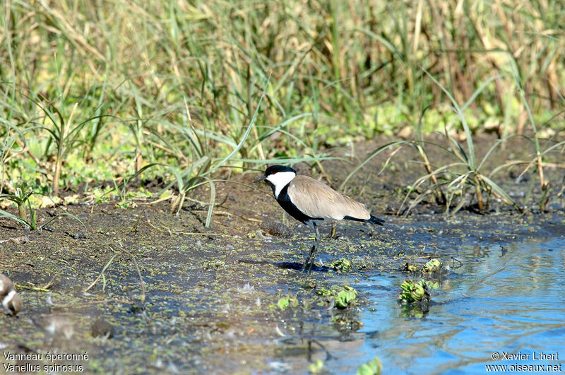 Vanneau éperonné, identification