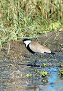 Spur-winged Lapwing