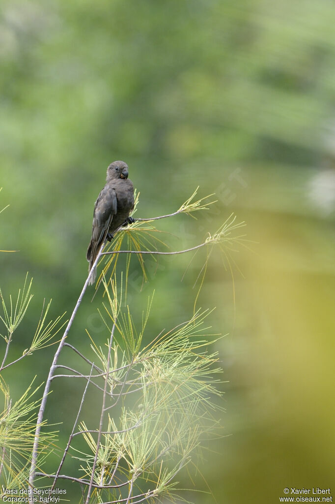 Vasa des Seychelles, identification