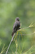 Seychelles Black Parrot