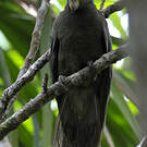 Vasa des Seychelles