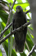 Seychelles Black Parrot