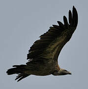 White-backed Vulture