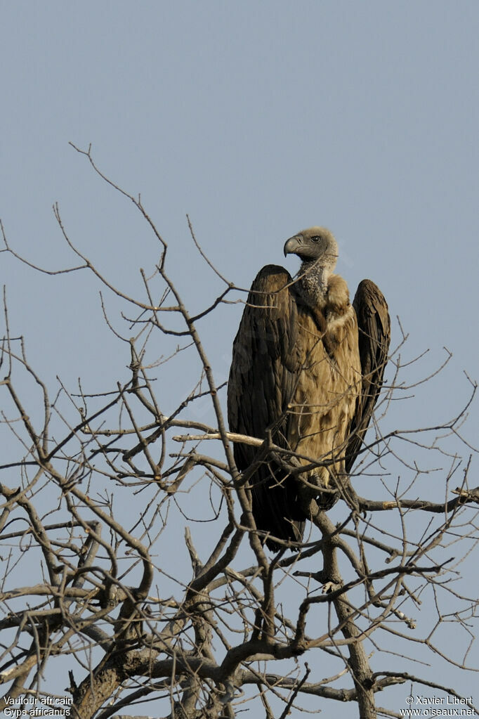 Vautour africainadulte, identification