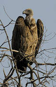 White-backed Vulture