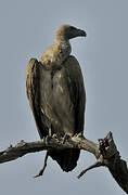 White-backed Vulture