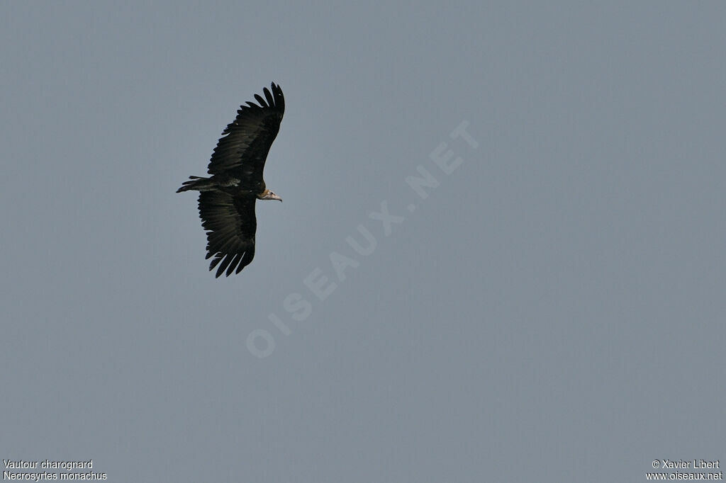 Hooded Vulture, Flight