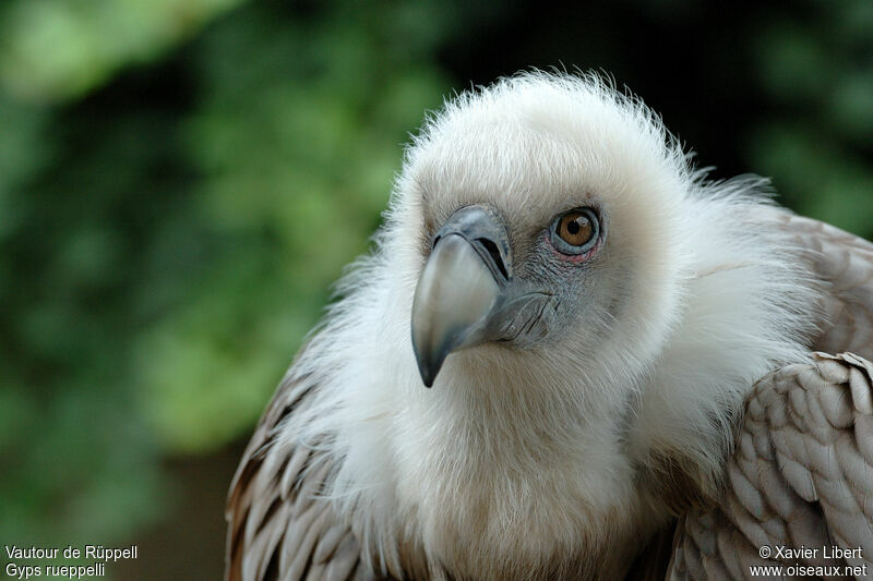 Vautour de Rüppell, identification