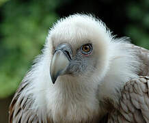 Rüppell's Vulture