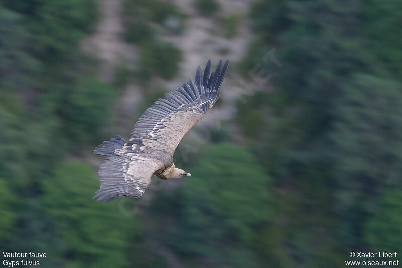 Griffon Vulturejuvenile, Flight