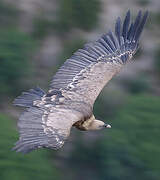 Griffon Vulture