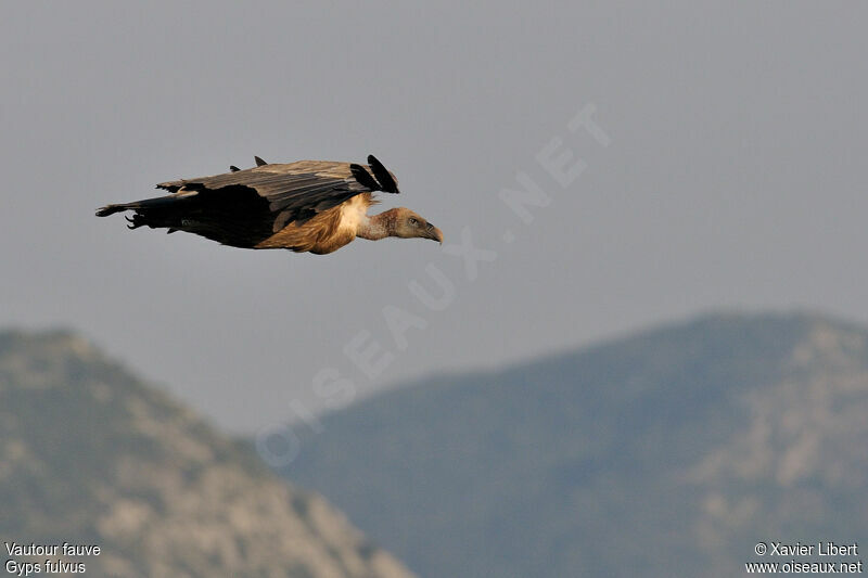 Griffon Vultureadult, Flight