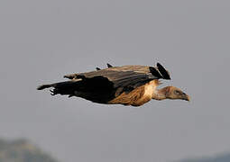 Griffon Vulture