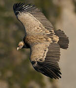 Griffon Vulture