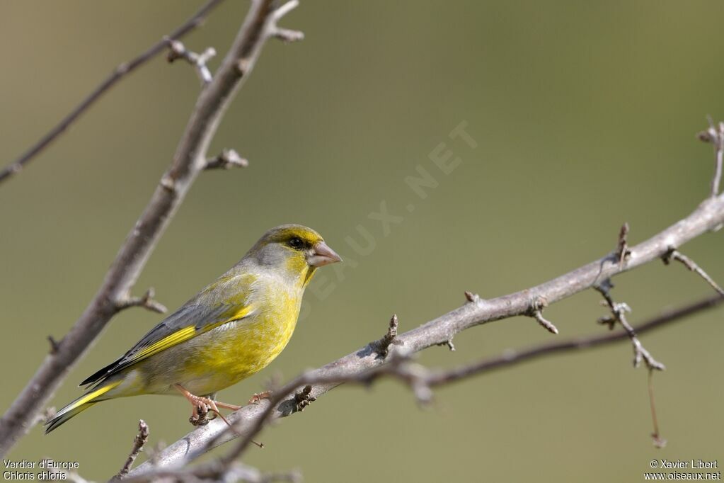 Verdier d'Europe mâle adulte, identification