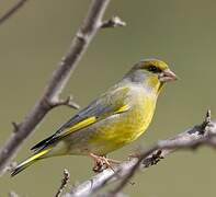 European Greenfinch