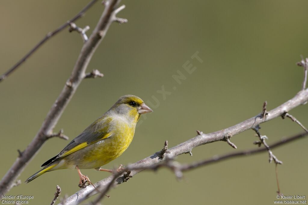 Verdier d'Europe mâle adulte, identification