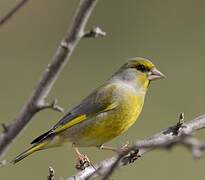 European Greenfinch