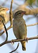 Shaft-tailed Whydah