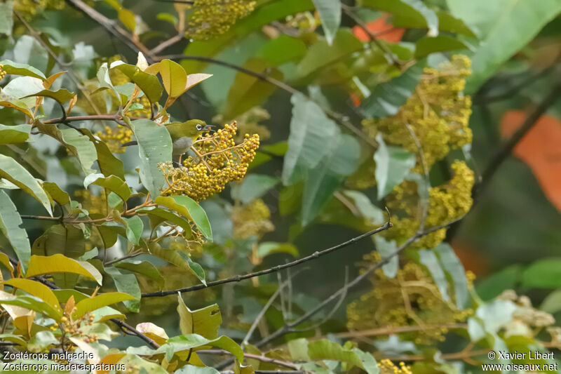 Malagasy White-eye, identification