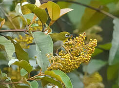 Malagasy White-eye