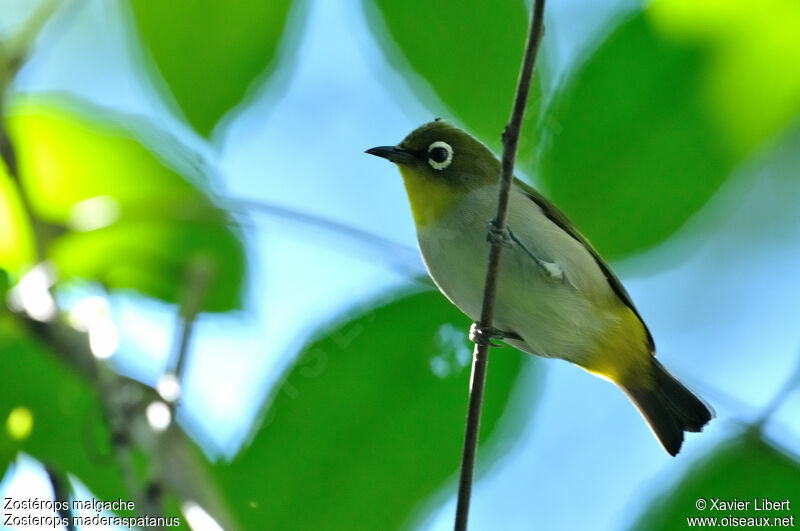 Zostérops malgache, identification