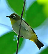 Malagasy White-eye