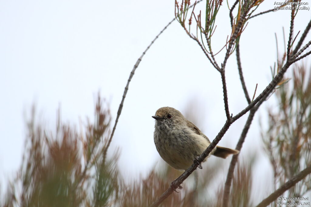 Brown Thornbilladult