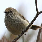 Brown Thornbill