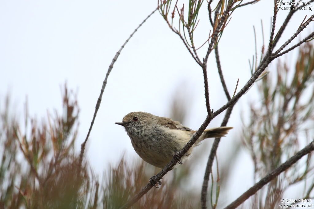 Brown Thornbilladult, identification